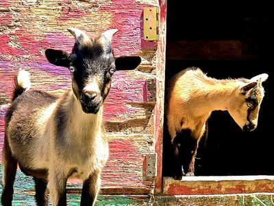 Blue-Eyed Female Nigerian Dwarf Milk Goat - American Goat Association