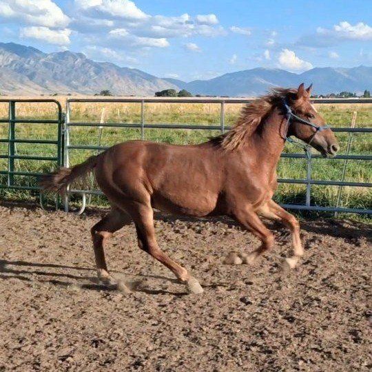 17 month Mustang  colt