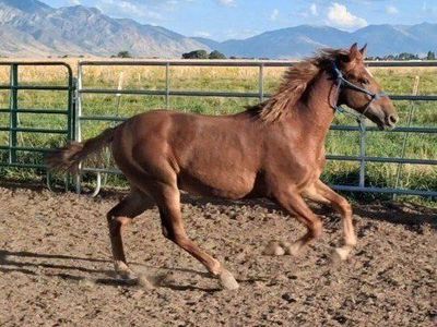 17 month Mustang colt