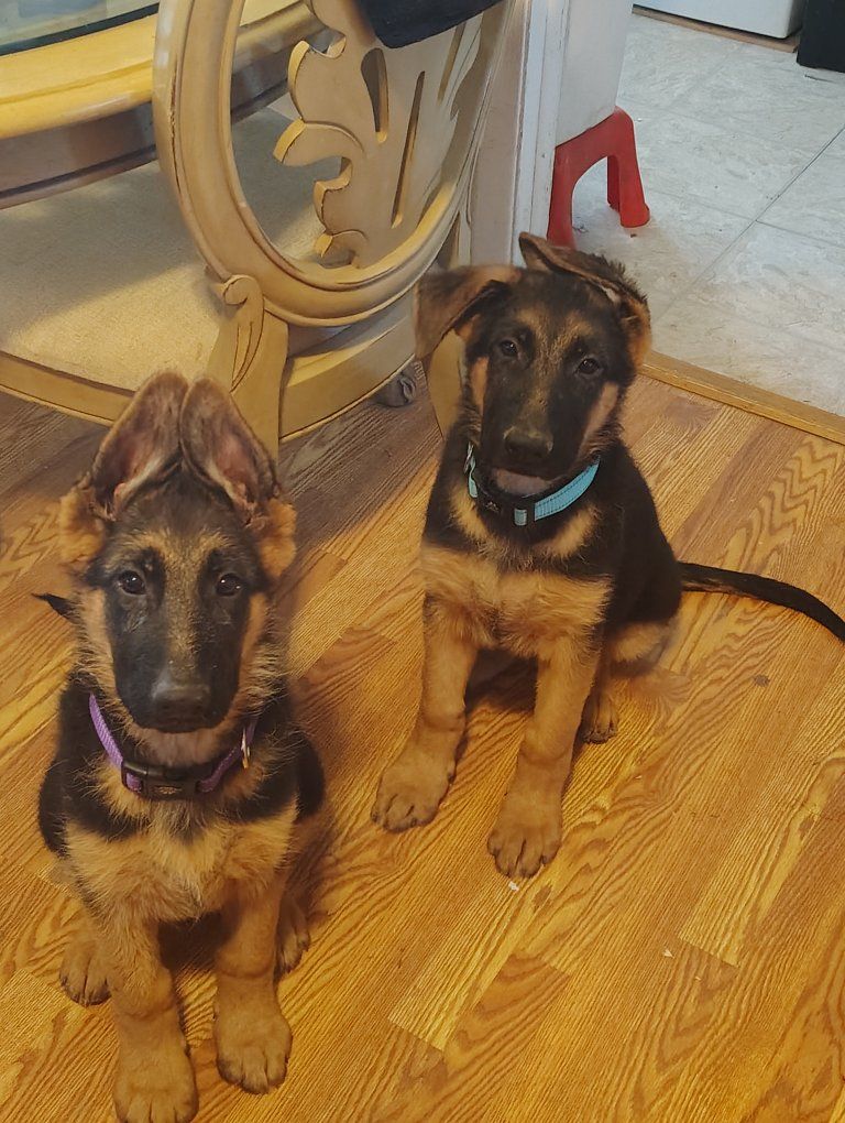 AKC European German Shepherd puppies