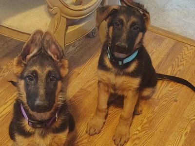 AKC European German Shepherd puppies