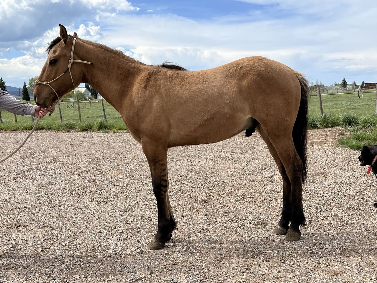 Draft Cross Yearling Dun Colt