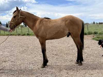 Draft Cross Yearling Dun Colt