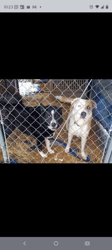 border collie husky mix