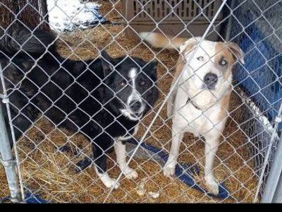 border collie husky mix
