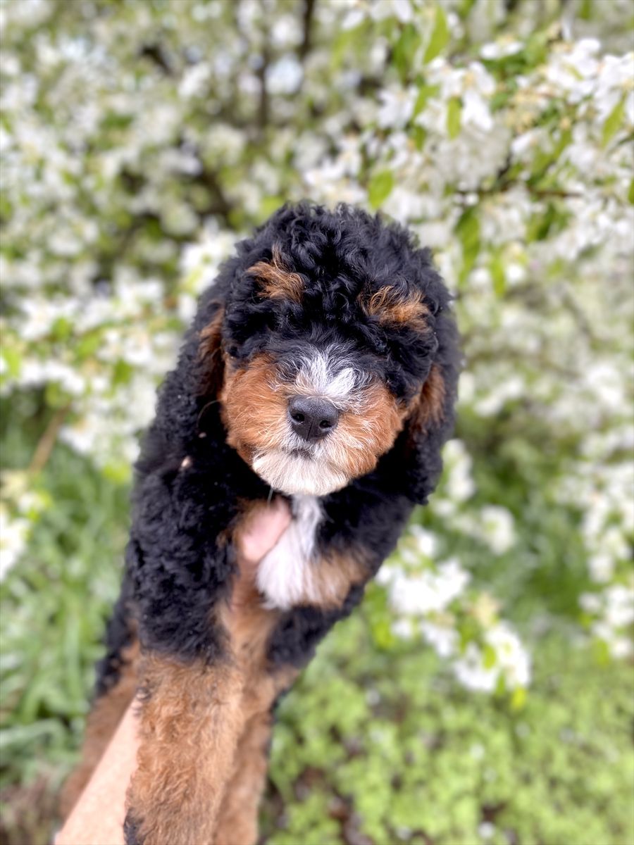 Mini Bernedoodles, Bernadoodle, berniedoodle