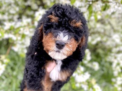 Mini Bernedoodles, Bernadoodle, berniedoodle