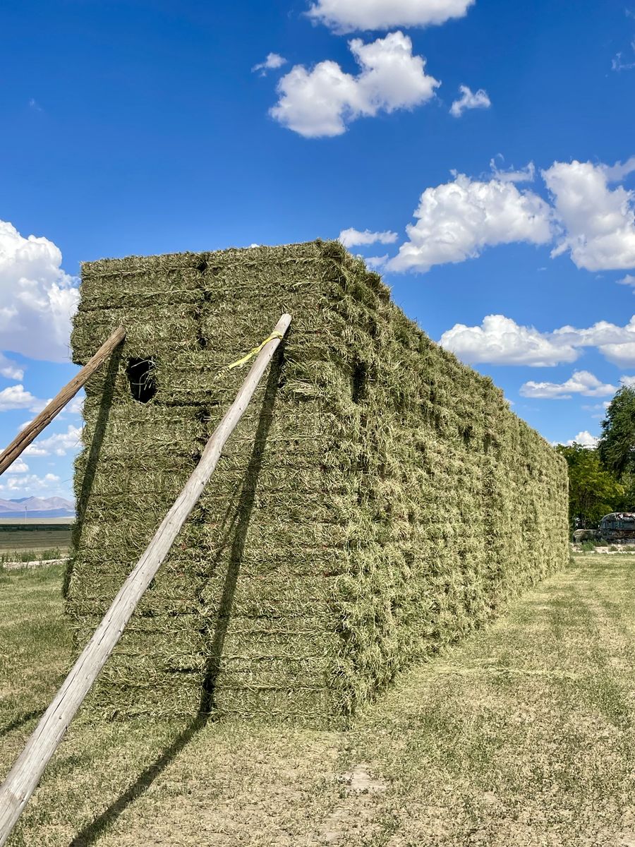 Alfalfa Hay Small bale leafy clean 