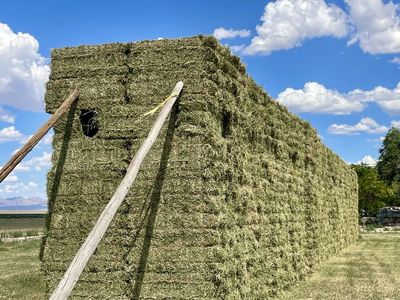 Alfalfa Hay Small bale leafy clean