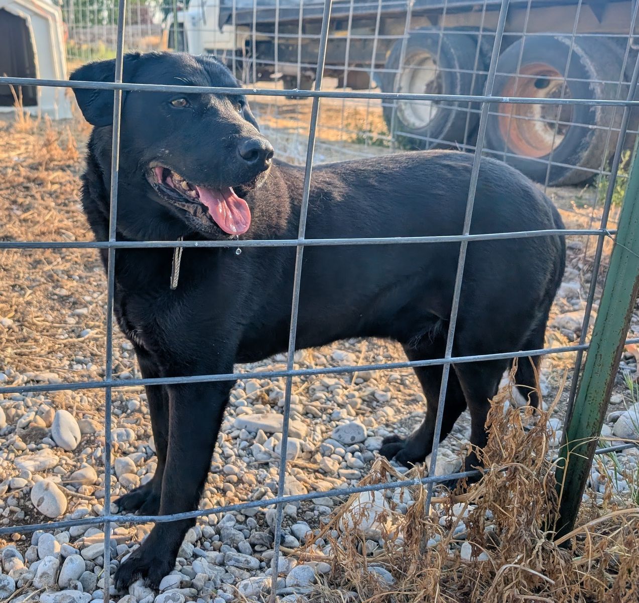 Free to Good Home – Zeus (9-Year-Old Neutered Male Mixed Breed)