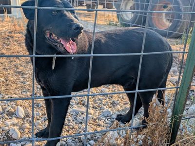 Free to Good Home – Zeus (9-Year-Old Neutered Male Mixed Breed)