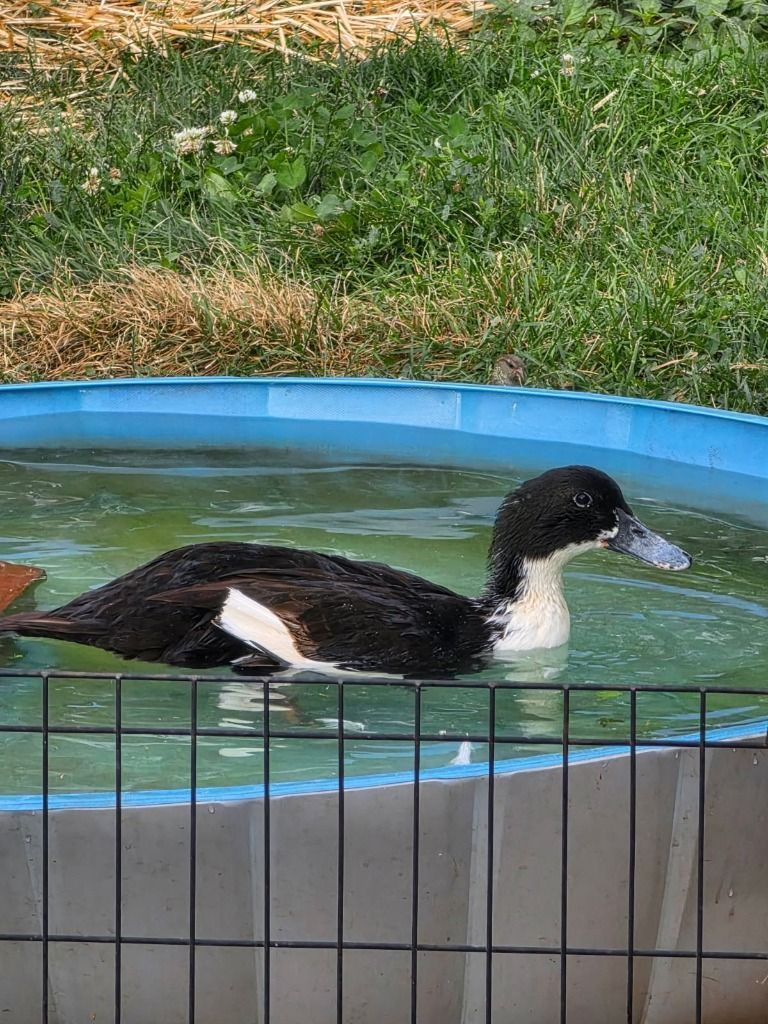 Lather the Duck