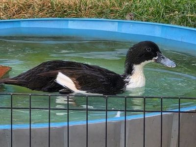 Lather the Duck