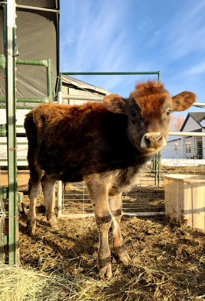 A2A2 Jersey Bull Calf