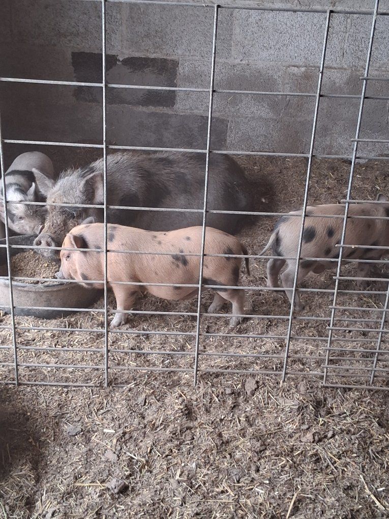 Kunekune Piglets - Various Colors & Patterns, Ready for New Homes