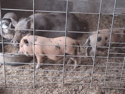 Kunekune Piglets - Various Colors & Patterns, Ready for New Homes
