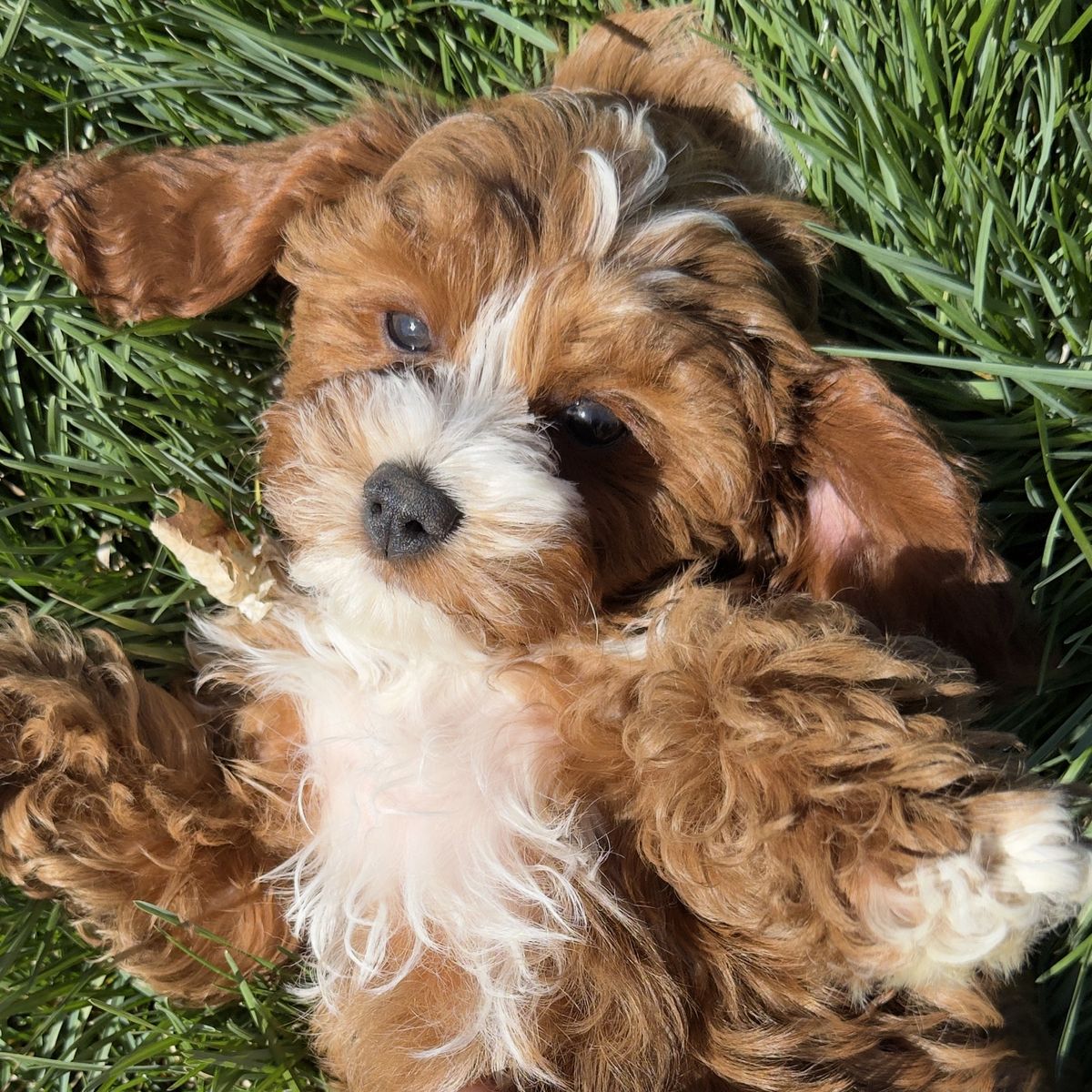Cavapoo Puppy Male  Doodle Family F1