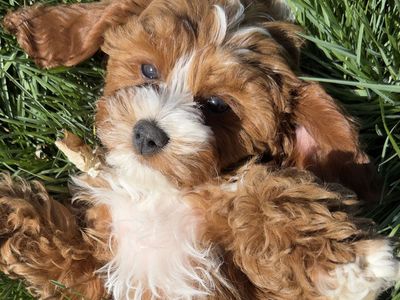 Cavapoo Puppy Male Doodle Family F1