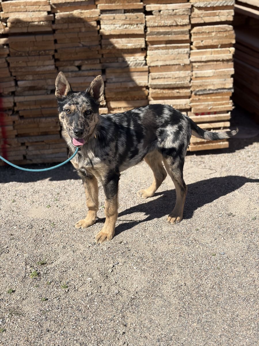 Astrid GSD cattle dog mix Elevated K9 Working Dog Rescue