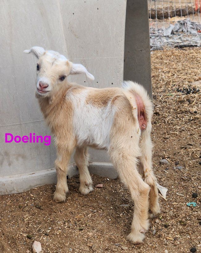 Nigerian Dwarf / Mini Nubian Doeling and Buckling goat kids