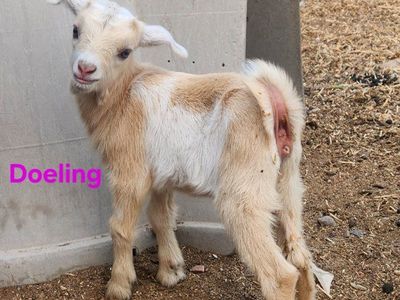 Nigerian Dwarf / Mini Nubian Doeling and Buckling goat kids