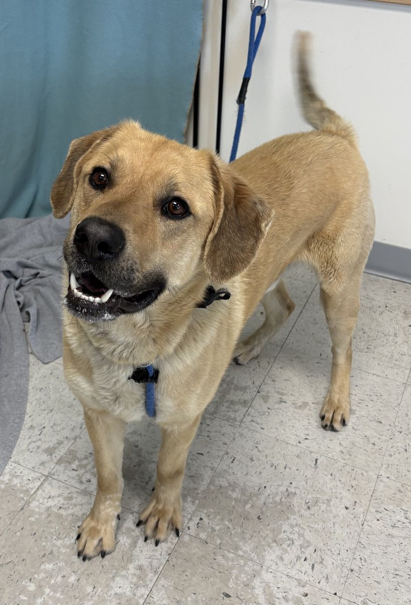 A161694 Alder Available for Adoption!