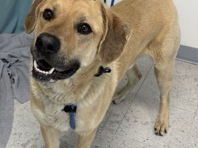 A161694 Alder Available for Adoption!