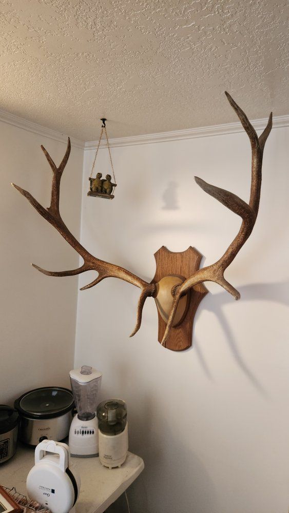 Mounted Elk Antlers on Wooden Shield Plaque Wall Hanging