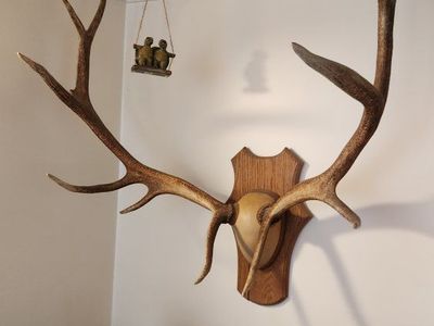 Mounted Elk Antlers on Wooden Shield Plaque Wall Hanging