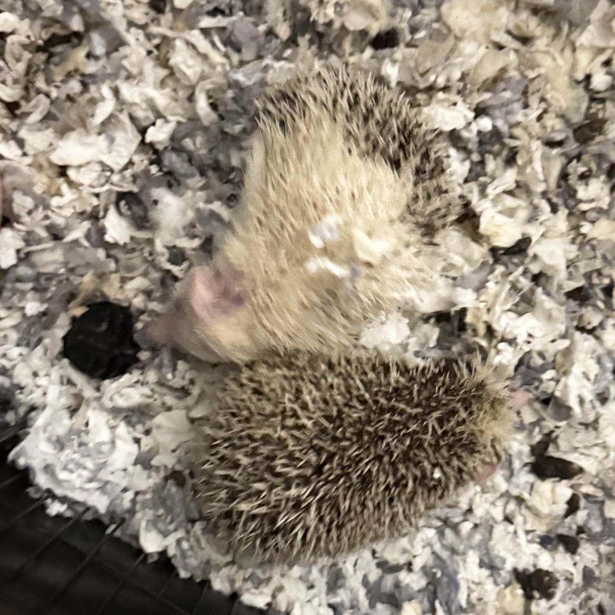 Hedgehogs for sale