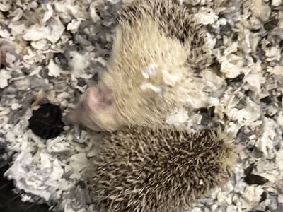 Hedgehogs for sale