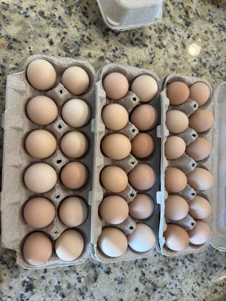 FRESH EGGS!!!