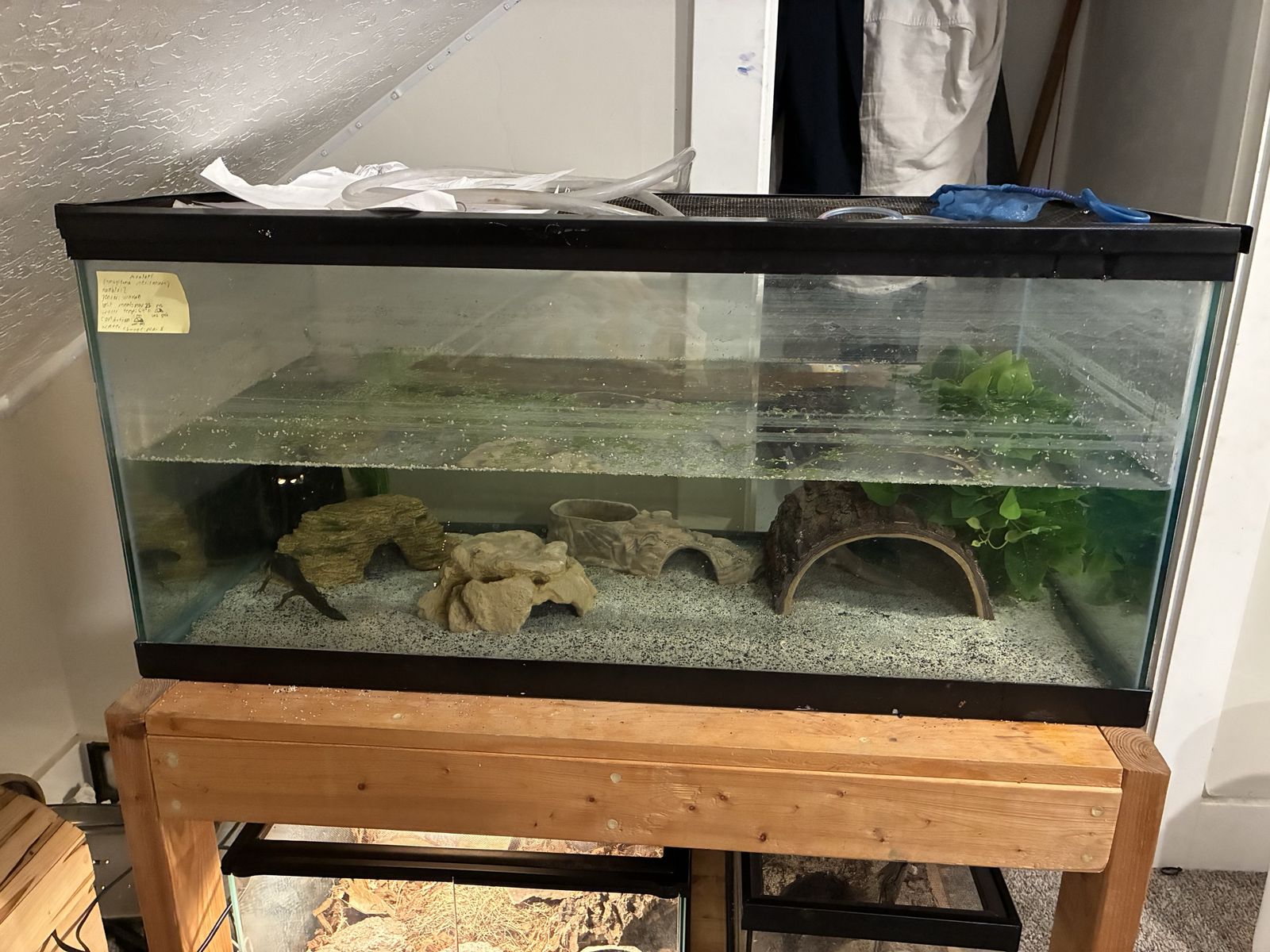 Axolotls with or without tank