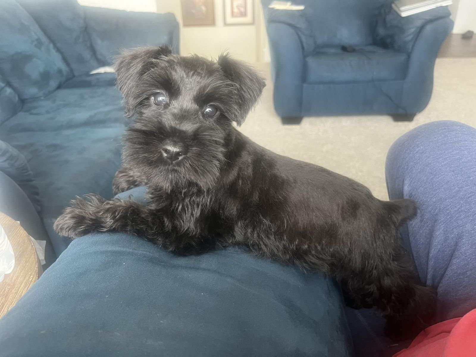 Male AKC full bred Mini Schnauzer