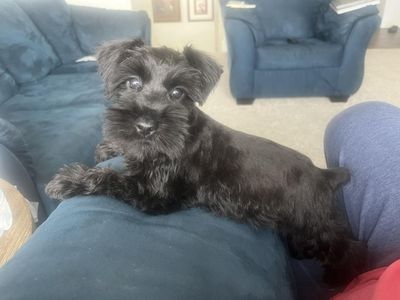 Male AKC full bred Mini Schnauzer