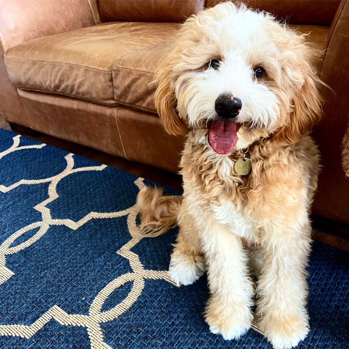 Fully Furnished Red Tuxedo Mini Bernedoodle