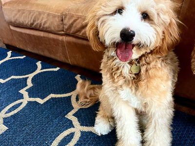Fully Furnished Red Tuxedo Mini Bernedoodle