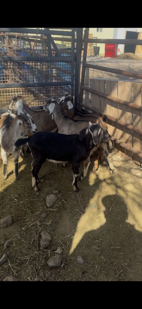 6 Nubians Bucking 2,3 Months Old