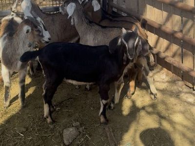 6 Nubians Bucking 2,3 Months Old