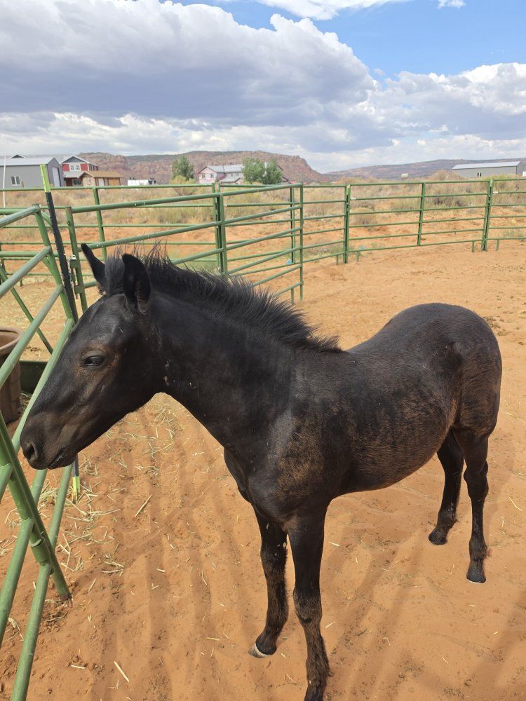 5 Month Old Mustang Colt