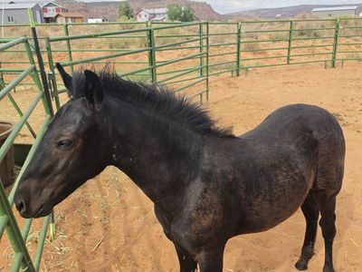 5 Month Old Mustang Colt