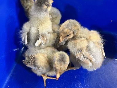 Chicks BUY 1 GET 1 FREE