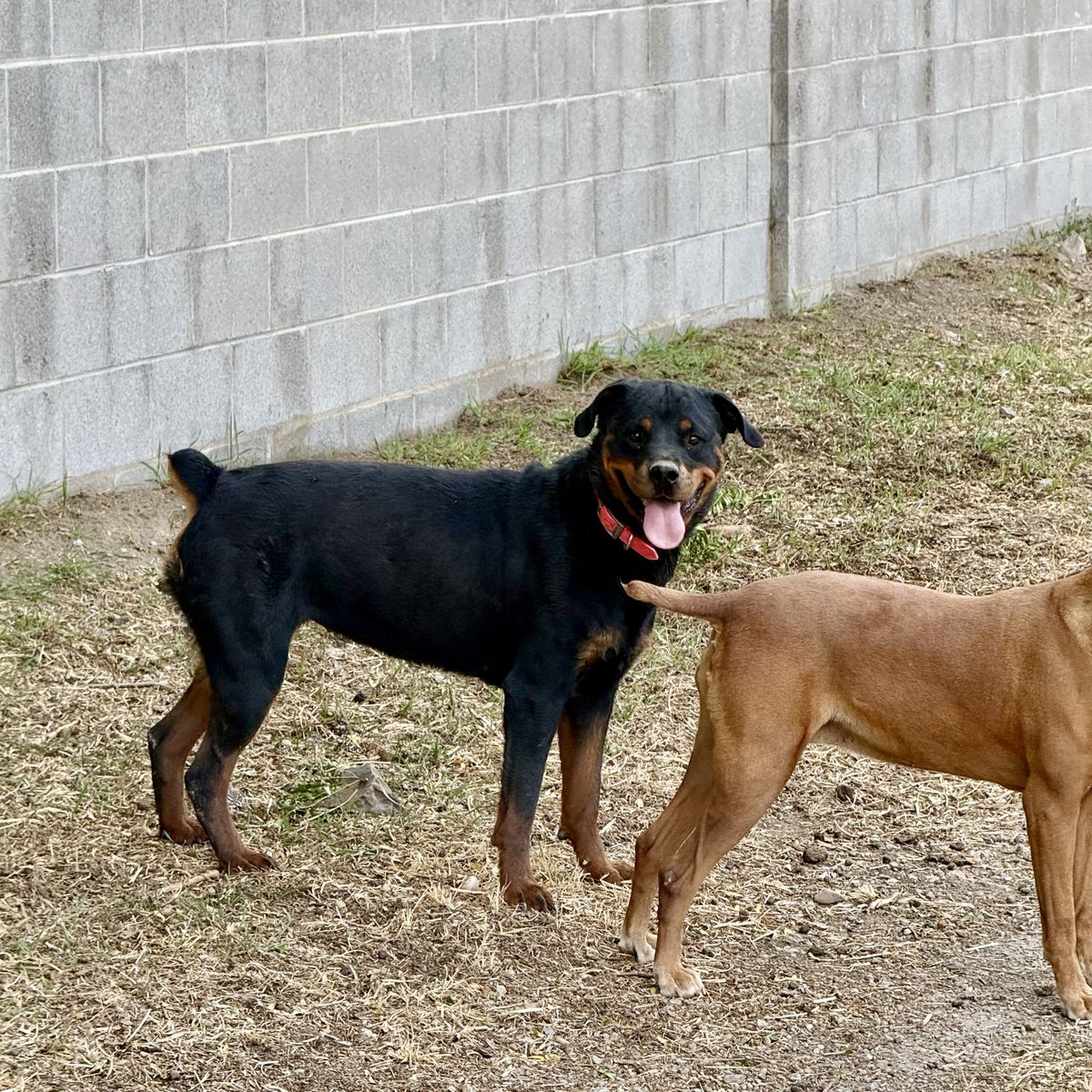 Three year-old female Rottweiler