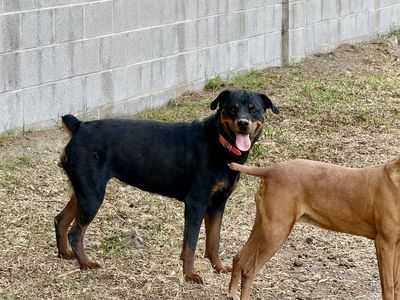 Three year-old female Rottweiler