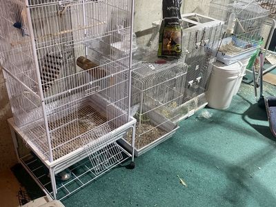 Bird Cages
