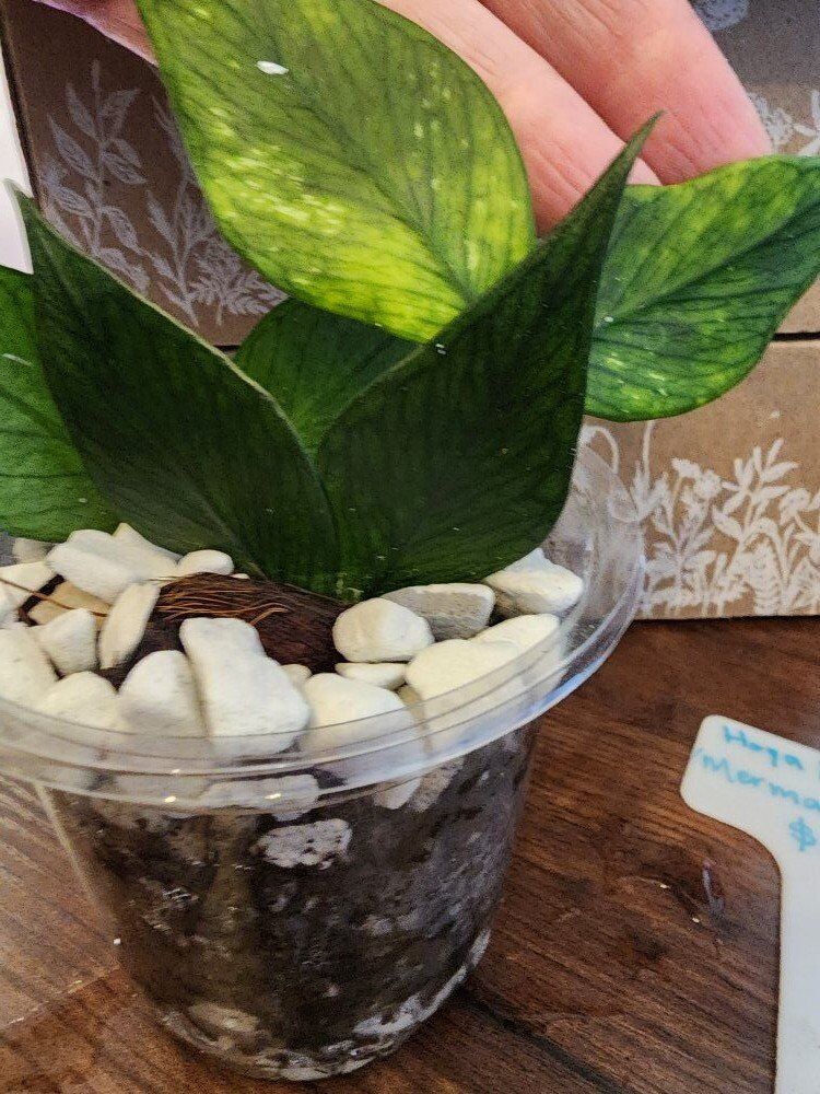 Hoya Polyneura 'Mermaid Tail' Starts in soil