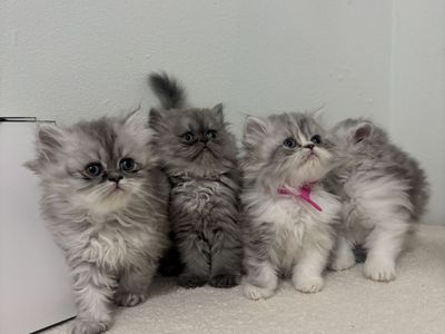 Persian Dollface