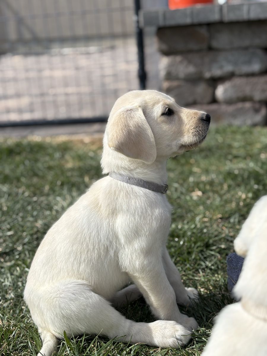 AKC Labrador Puppies