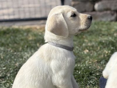 AKC Labrador Puppies