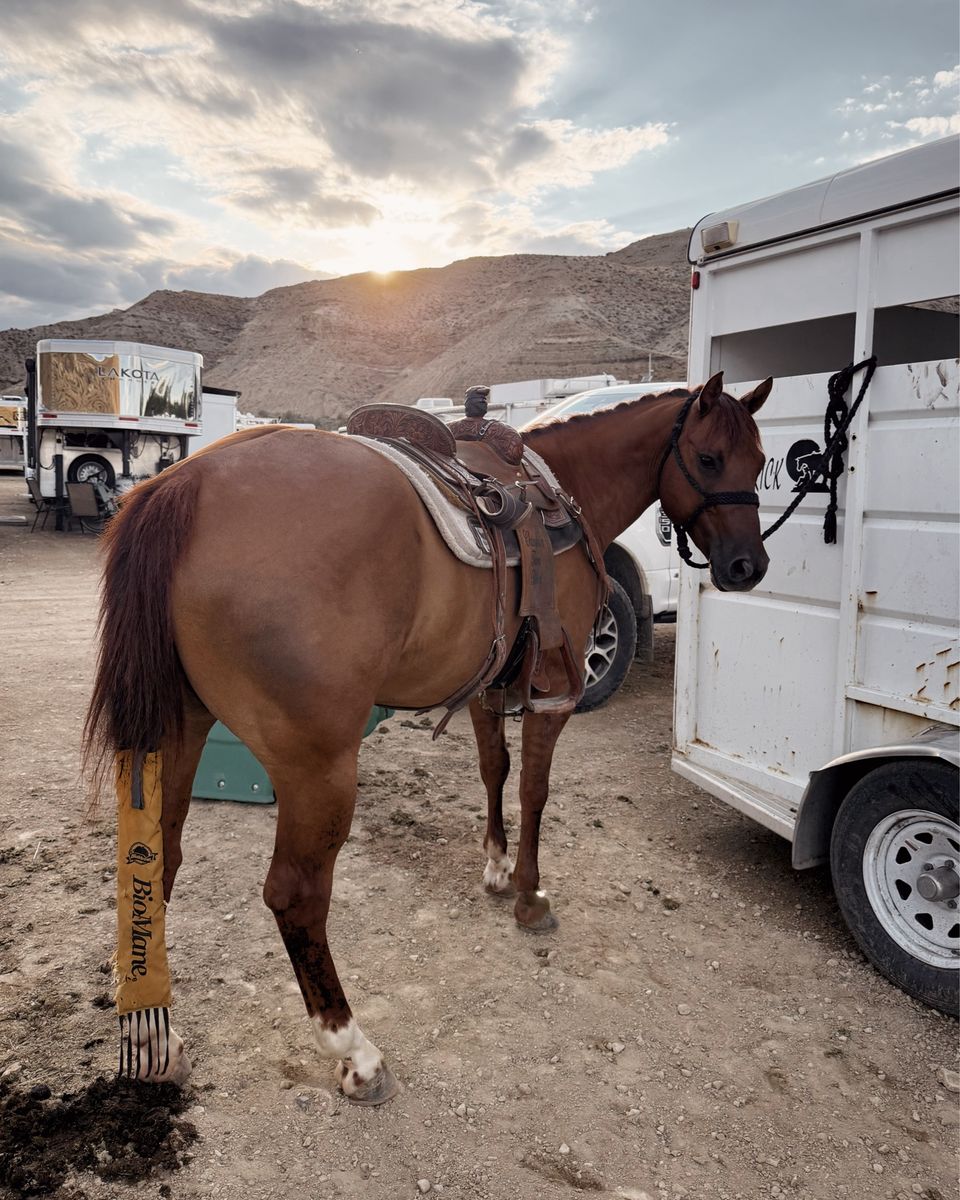 Kid Safe Gelding